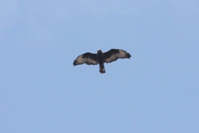 Dark Morph Rough-legged Hawk