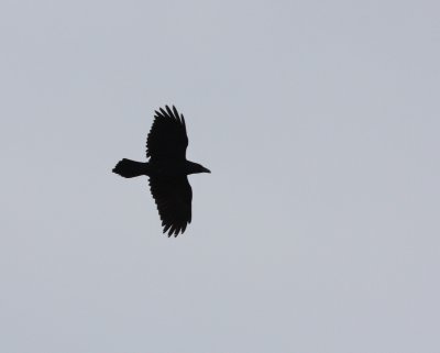 Common Raven