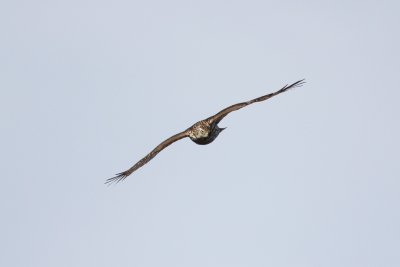 Immature Northern Goshawk