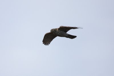 Immature Northern Goshawk