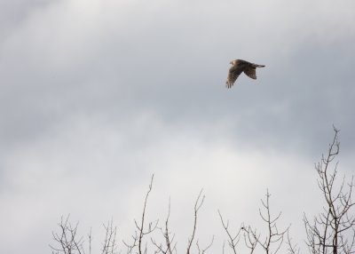 Immature Northern Goshawk