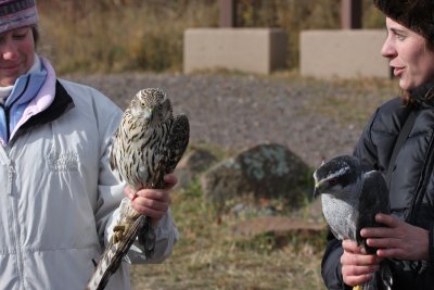 Northern Goshawks (left - immature, right - adult)