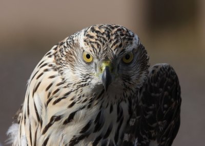 Northern Goshawk - immature