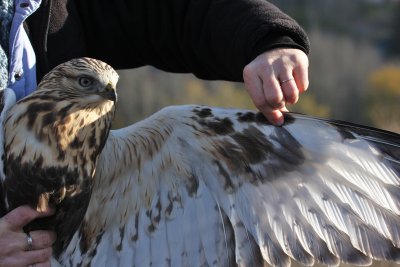 Rough-legged Hawk