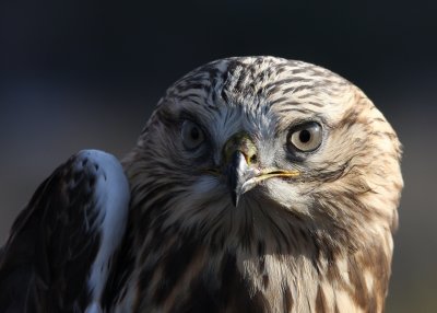 Rough-legged Hawk