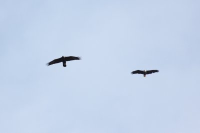 Golden Eagle (left) and Bald Eagle (right)