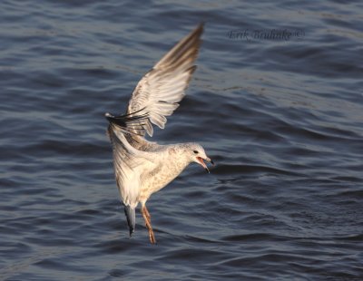 Ring-billed Gull