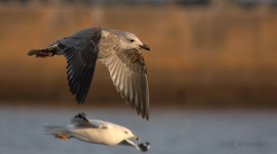 Herring Gull Juvenile (top) and Ring-billed Gull Adult (bottom)