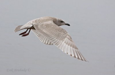 Thayer's Gull - Juvenile