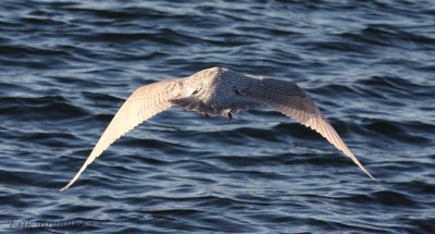 Iceland Gull in flight