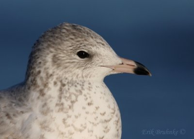 Juvenile Ring-billed Gull