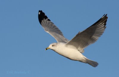 Ring-billed Gull