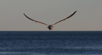 Eye-to-Eye with a Herring Gull