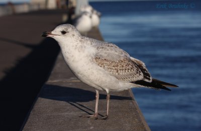 Ring-billed Gull 1st Winter