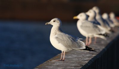 Ring-billed Gull