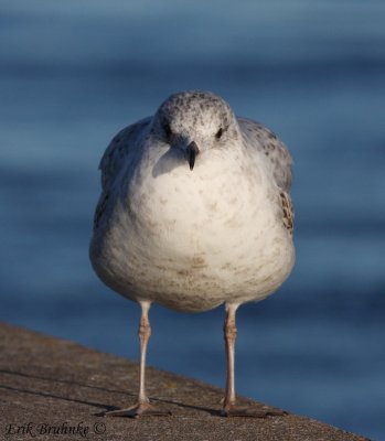 Ring-billed Gull looking at me