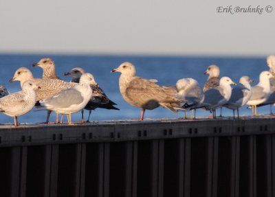 Nelson's Gull