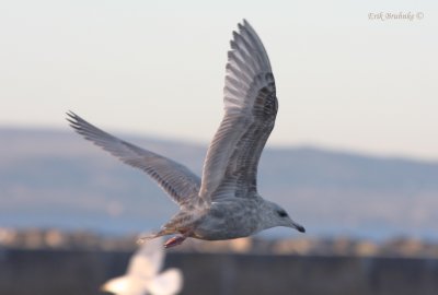 Nelson's Gull