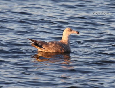 Nelsons Gull