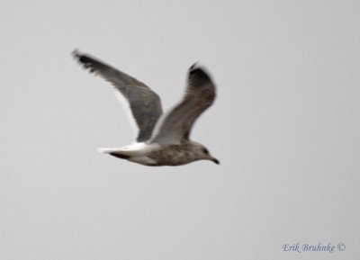 Slaty-backed Gull