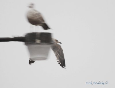 Slaty-backed Gull