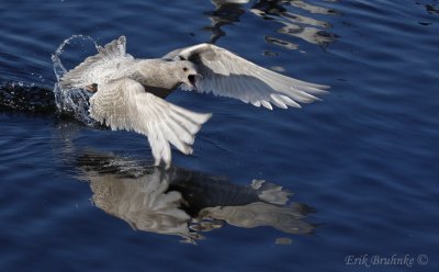 Thayers Gull (pale) - Juvenile