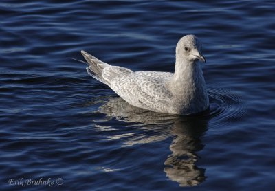 Thayers Gull - Juvenile