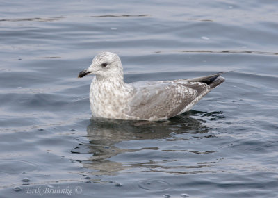 Thayers Gull - 2nd cycle