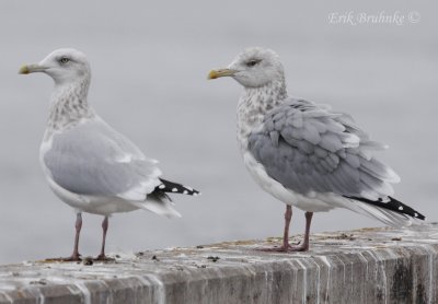 Herring Gulls... Any thoughts about the Herring Gull on the right?