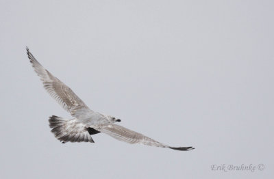 Thayer's Gull (2nd cycle)