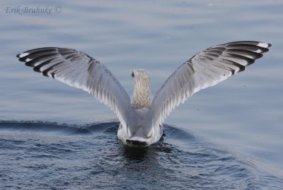 Thayers Gull (3rd cycle)