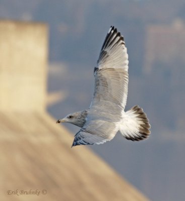Thayers Gull (3rd cycle)