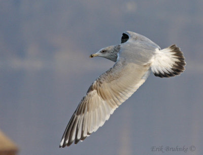 Thayer's Gull (3rd cycle)