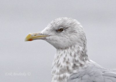 Close-up of the Herring Gull on the right