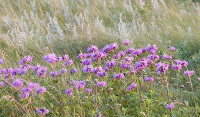 Late Summer Splash