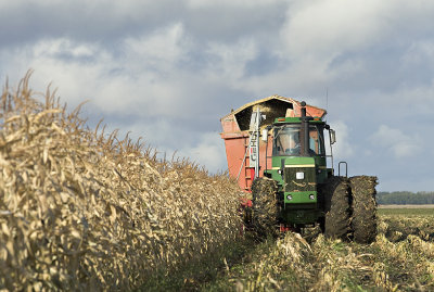 Making Corn Silage