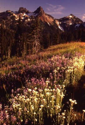 17 Tatoosh Range, Mt. Rainier