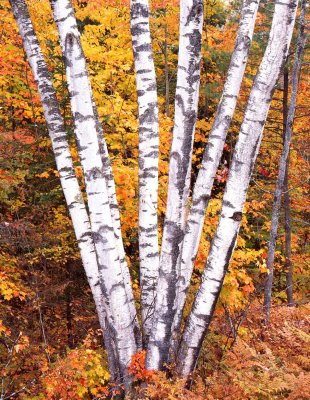 Hiawatha National Forest, Michigan UP