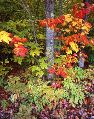 Hiawatha National Forest, Michigan UP