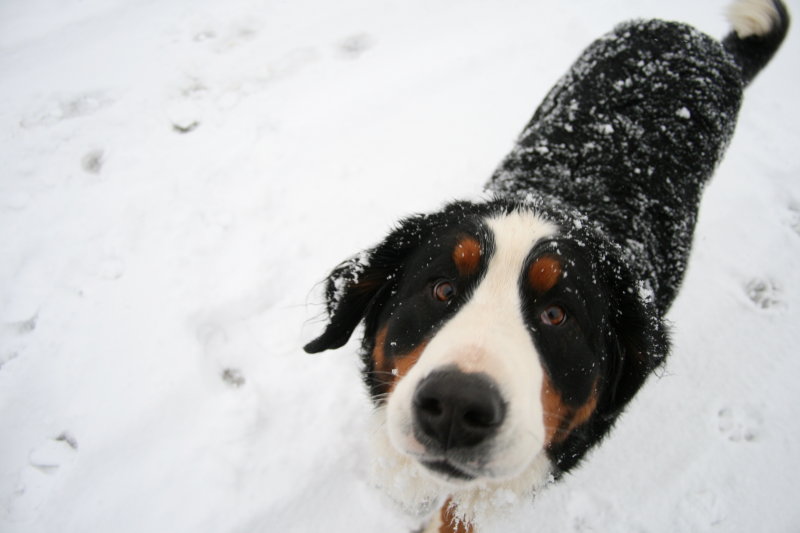 Schneehund (Snowdog)