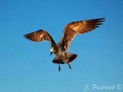 DSC_0965-zoner.jpg