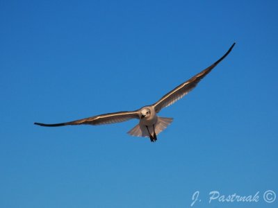 DSC_0962-zoner.jpg