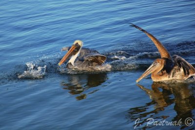 DSC_0770-zoner.jpg