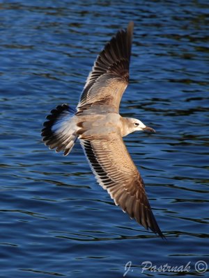 DSC_0608-zoner.jpg