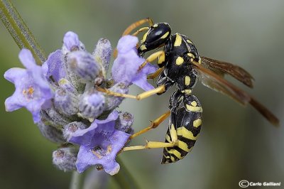 Polistes gallicus