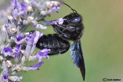 Xilocopa violacea