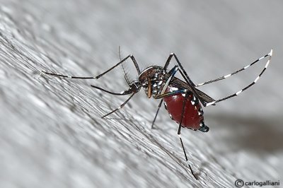 Zanzara tigre (Aedes albopictus)