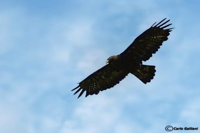 Aquila reale -Golden Eagle (Aquila chrysaetos)