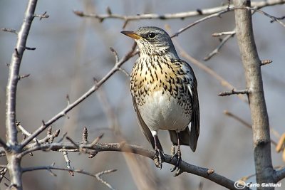 Cesena-Fieldfare (Turdus pilaris)