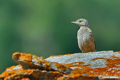 Codirossone-Rufous-tailed Rock Thrush (Monticola saxatilis)